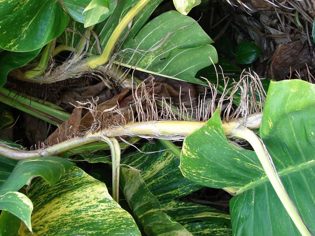 怎样种植绿萝绿萝的栽培技术_绿箩种植技术_种植绿箩技术视频教程