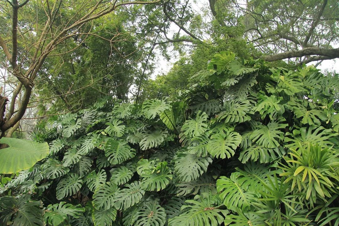 种植绿箩技术视频教程_怎样种植绿萝绿萝的栽培技术_绿箩种植技术