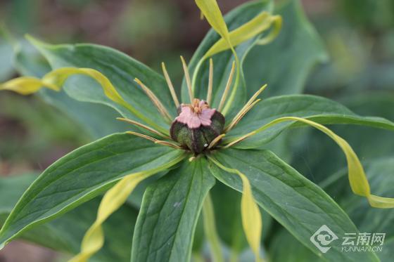 种植致富案例_种植小苗致富信息_种植致富新项目