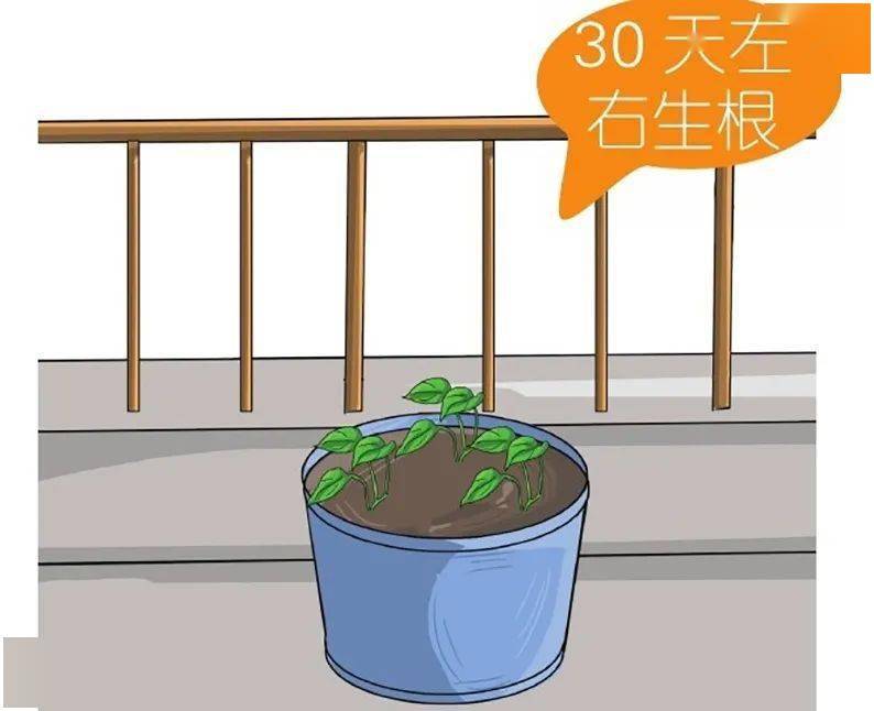 怎样种植绿萝绿萝的栽培技术_怎么种植绿箩_绿箩种植技术