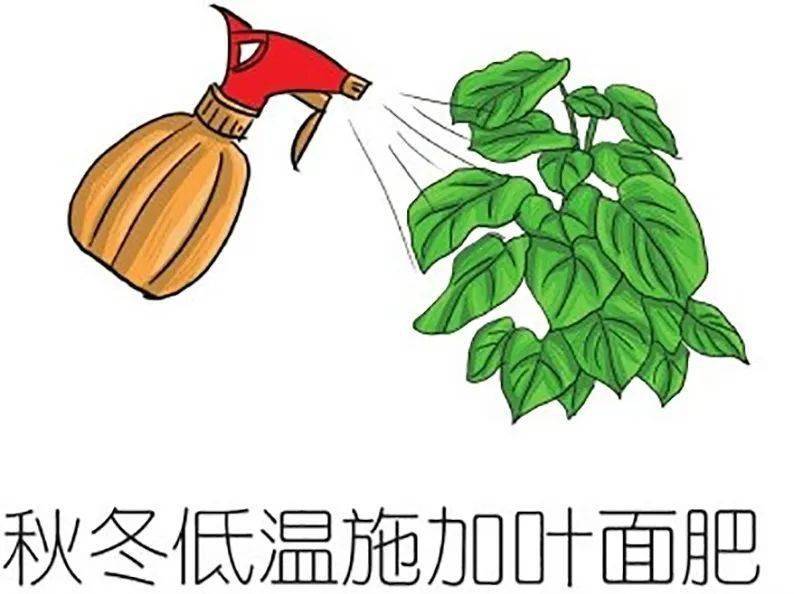 怎样种植绿萝绿萝的栽培技术_绿箩种植技术_怎么种植绿箩