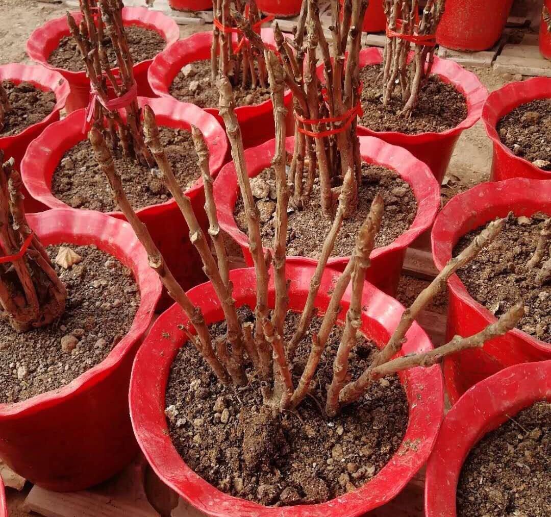 大月季怎么种植技术_月季种植技术大全视频_月季种植指南