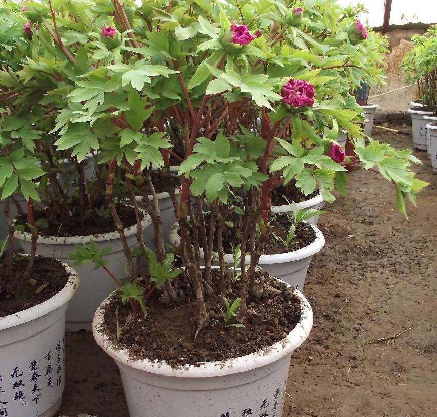 月季种植技术大全视频_大月季怎么种植技术_月季种植指南