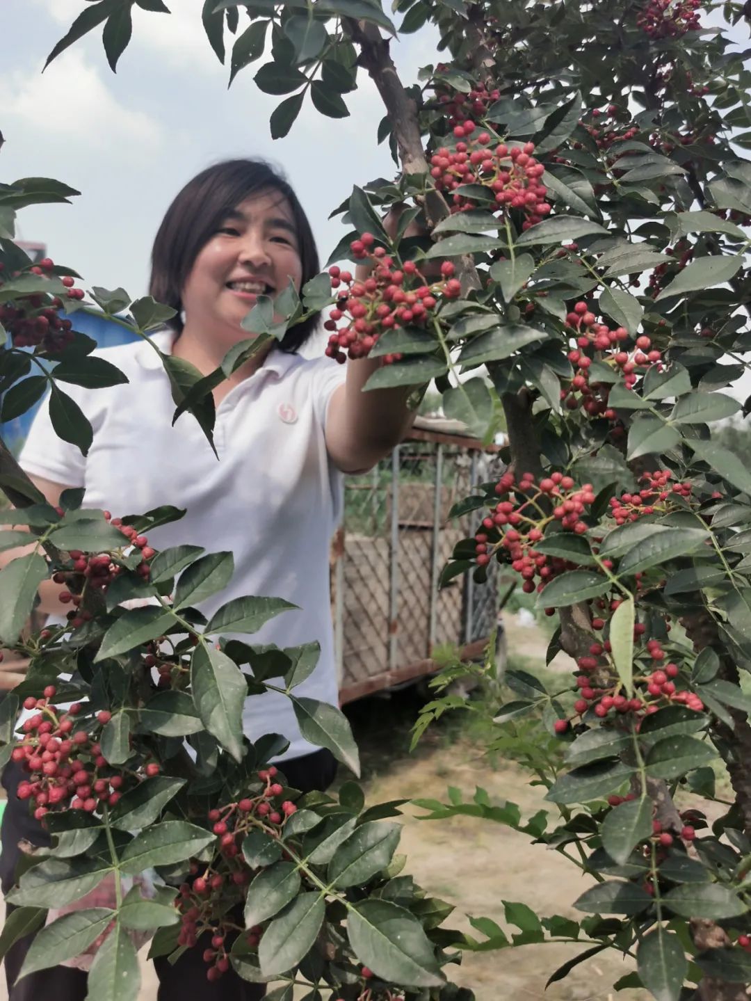 花椒致富路_花椒种植致富带头人先进事迹_致富经 花椒