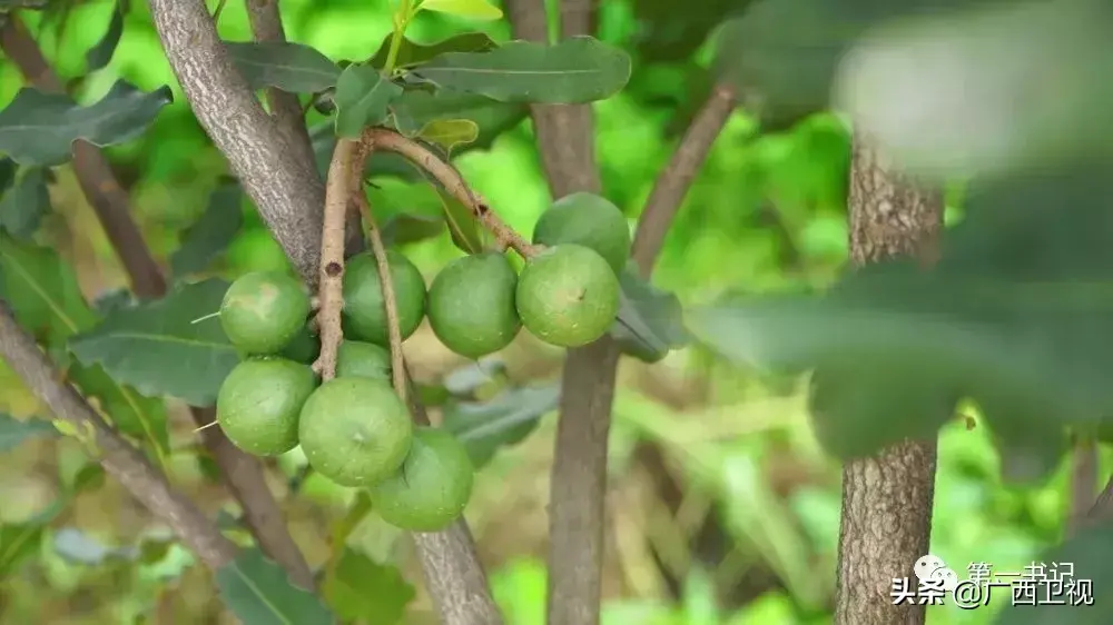 养殖黑豚赚钱吗_视频致富养殖黑豚是真的吗_致富经黑豚养殖视频