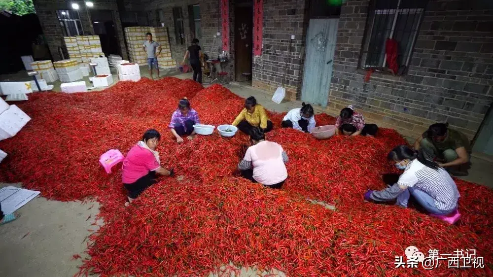 视频致富养殖黑豚是真的吗_致富经黑豚养殖视频_养殖黑豚赚钱吗