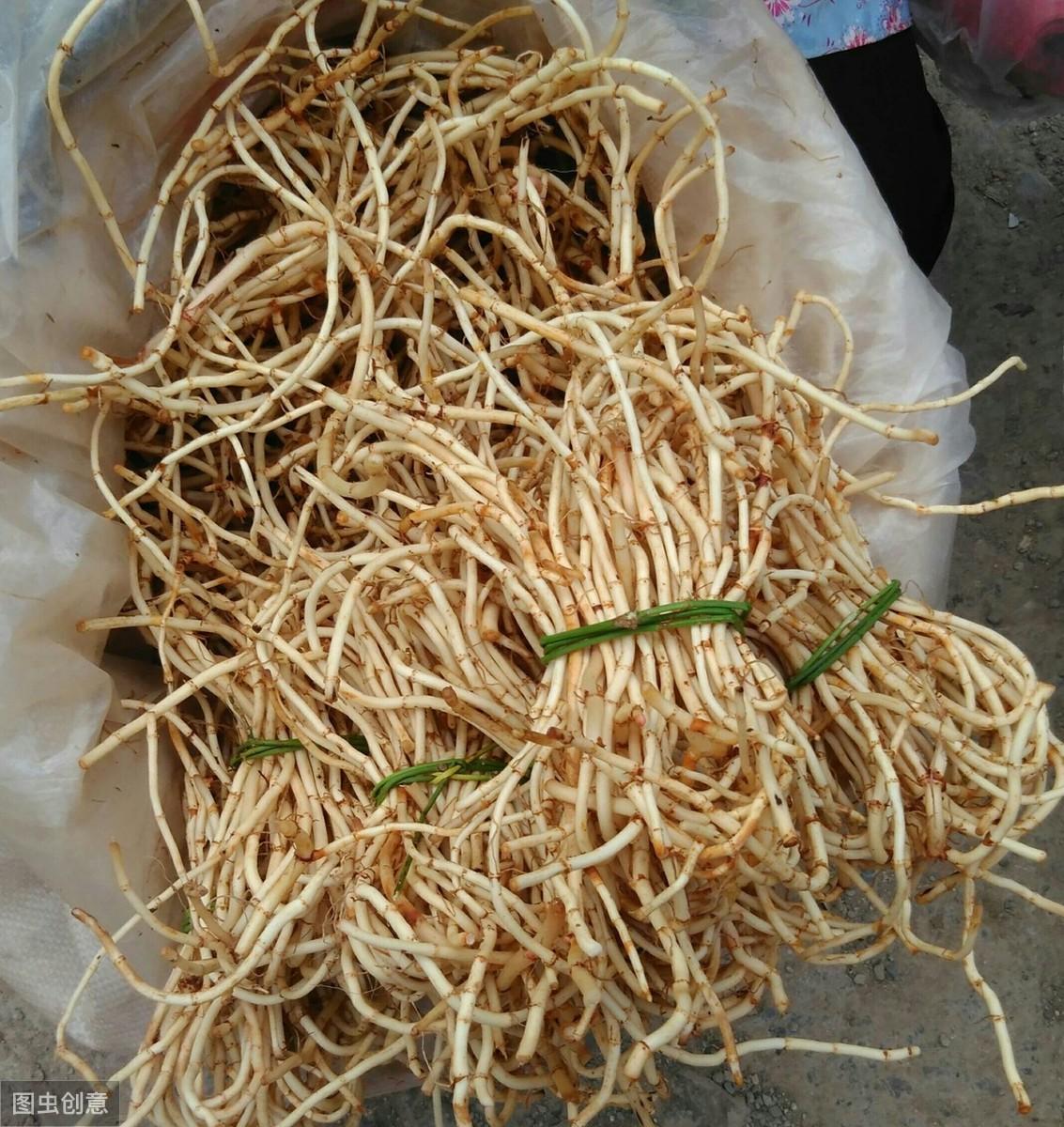 种植折耳根视频_怎样种植拆耳根_折耳根种植技术及产量
