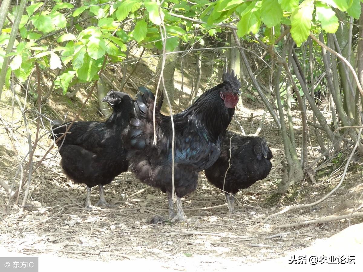 视频致富养殖黑豚是真的吗_致富经黑豚养殖视频_养殖黑豚利润怎样