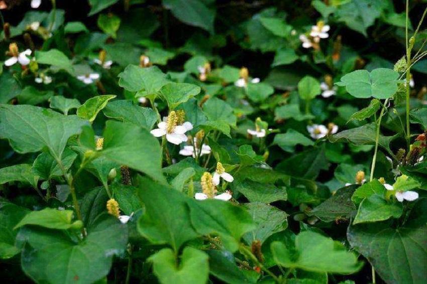 折耳根种植技术及产量_种植折耳根视频_则耳根种植