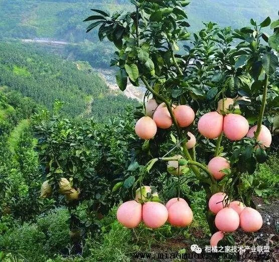 蜜柚的种植_视频种植技术蜜柚教程_蜜柚种植技术视频