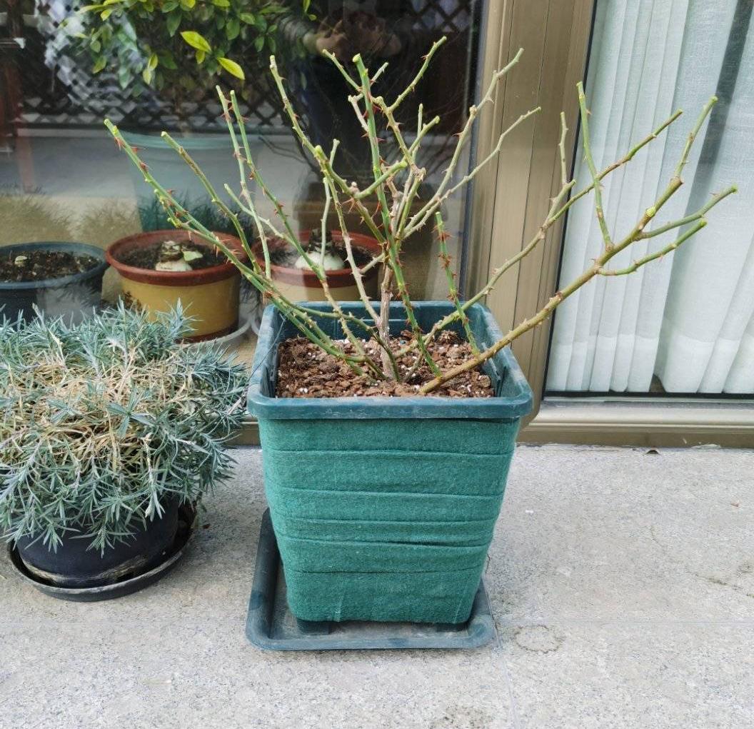 月季的种植技术_月季种植技术大全图解_大月季怎么种植技术