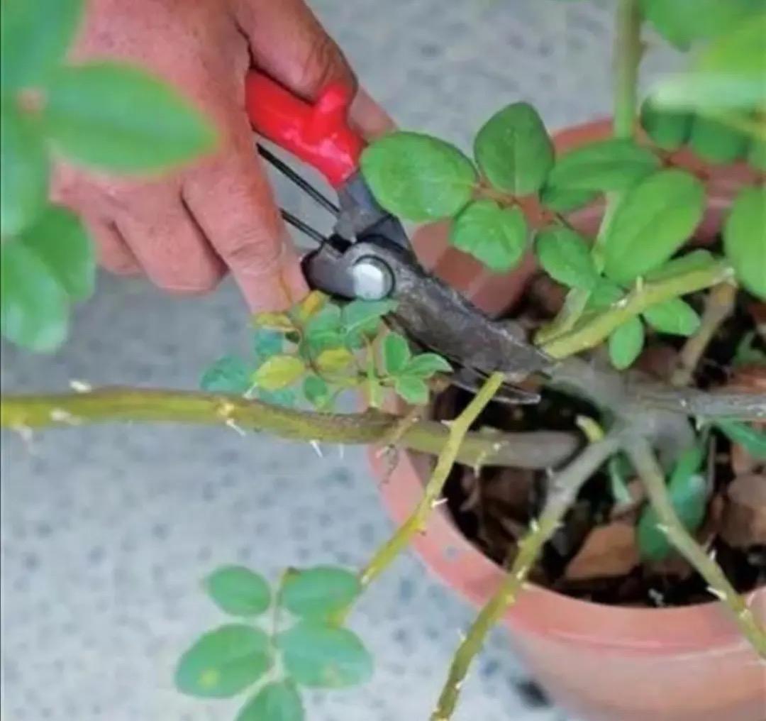 大月季怎么种植技术_月季种植技术大全图解_月季的种植技术