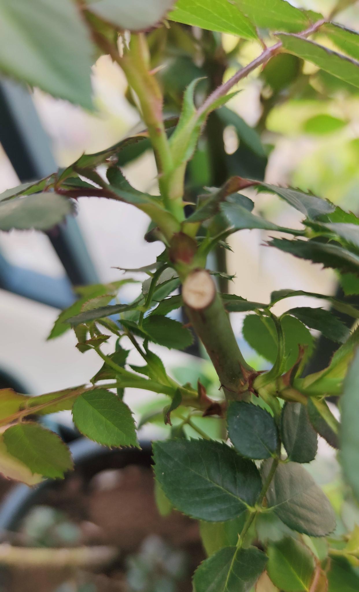 月季的种植技术_月季种植技术大全图解_大月季怎么种植技术