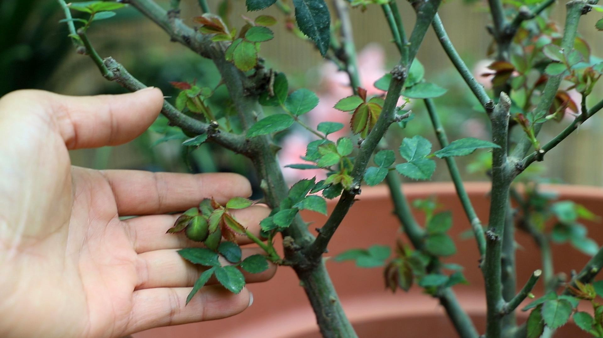 月季的种植技术_月季种植技术大全图解_大月季怎么种植技术