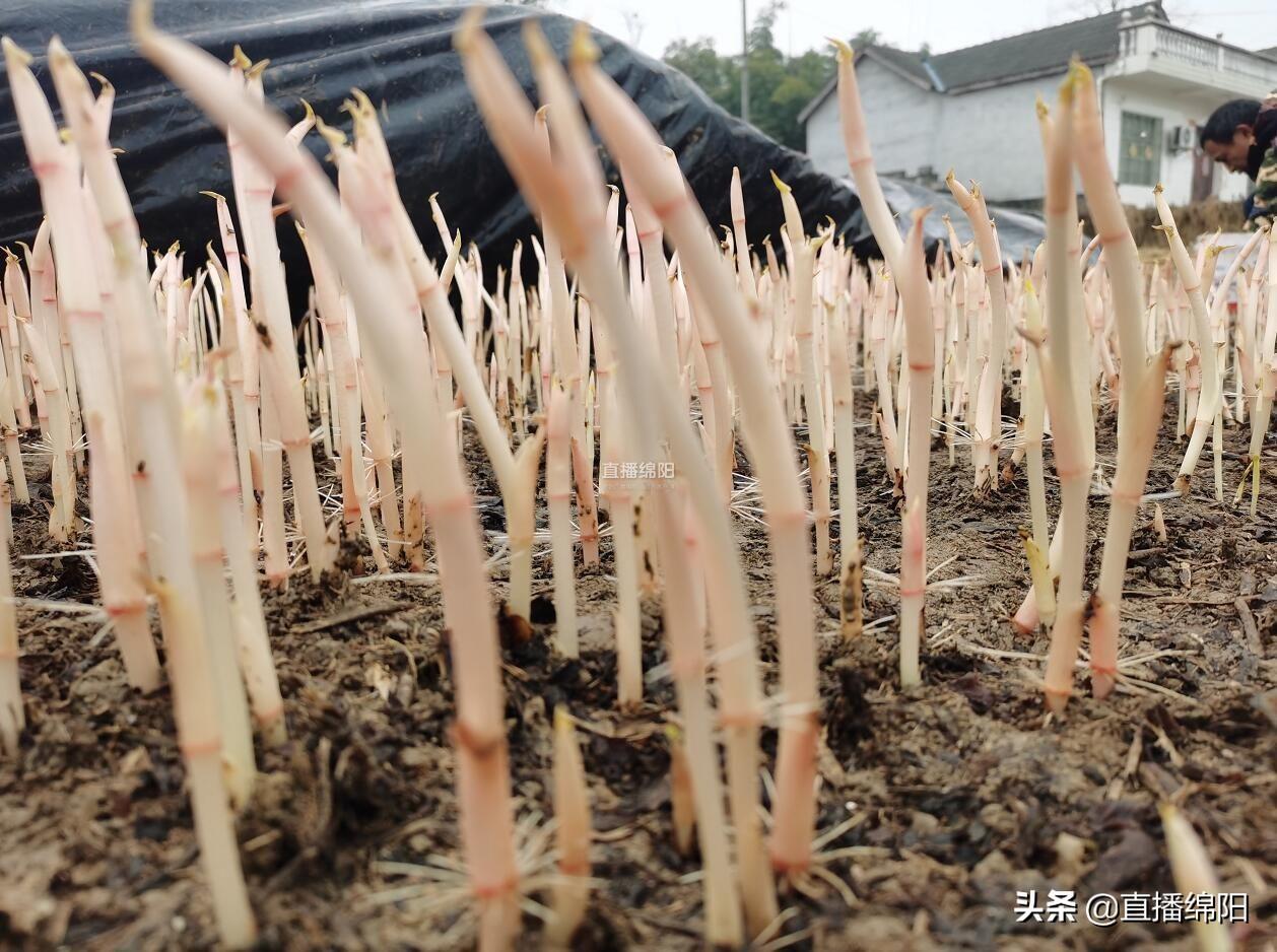 则耳根种植_怎样种植拆耳根_折耳根种植技术及产量