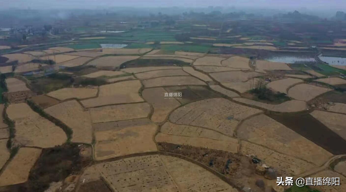 折耳根种植技术及产量_则耳根种植_怎样种植拆耳根