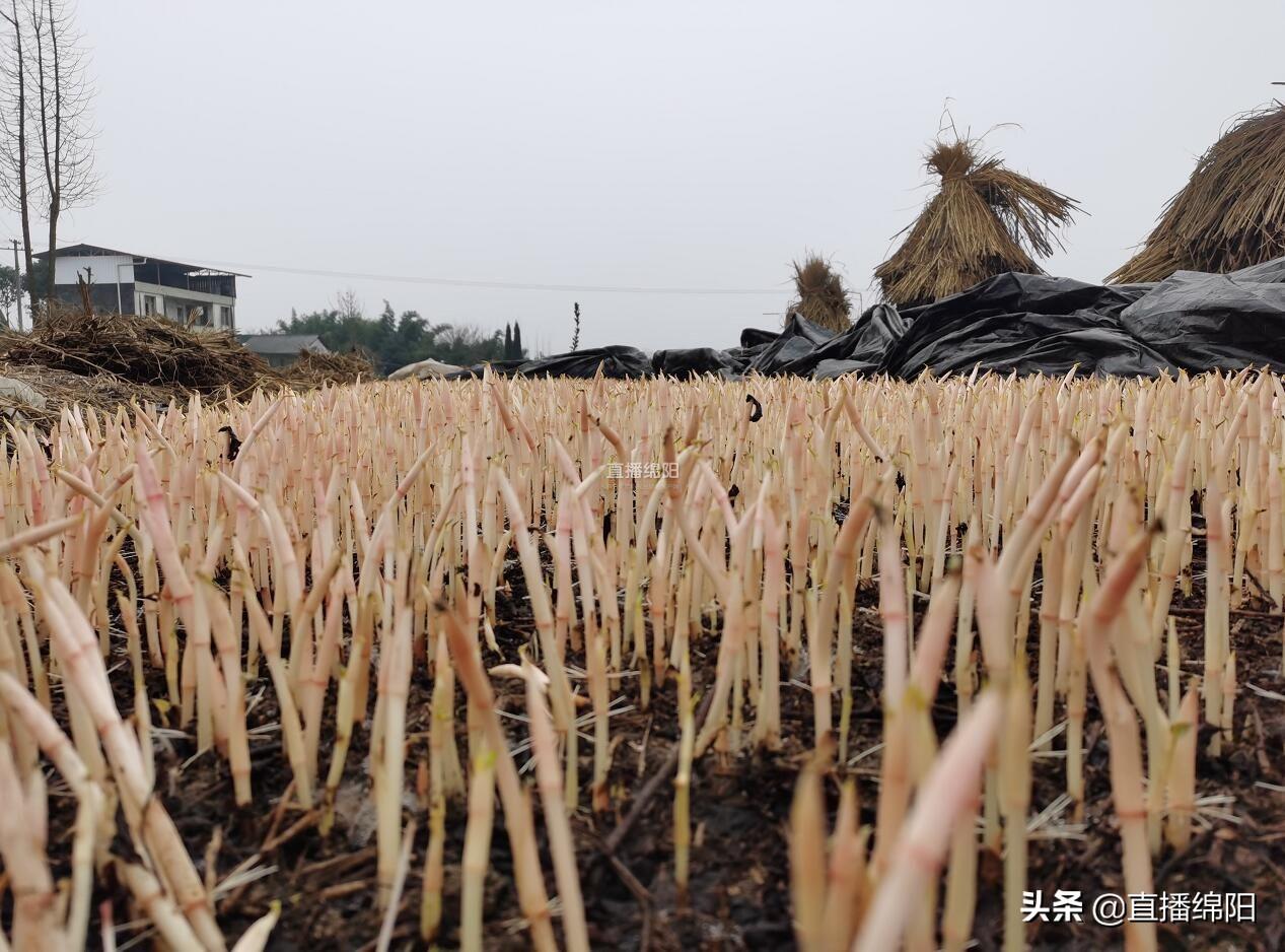 怎样种植拆耳根_折耳根种植技术及产量_则耳根种植