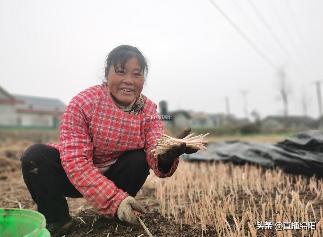 怎样种植拆耳根_折耳根种植技术及产量_则耳根种植