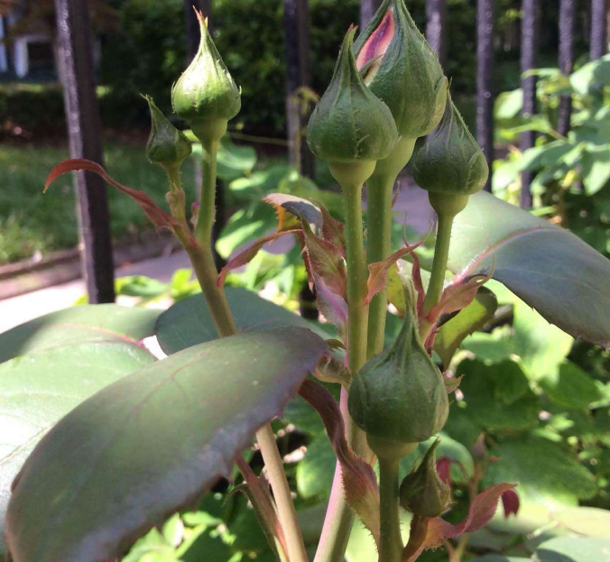 月季的种植技术_大月季怎么种植技术_月季种植指南