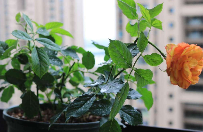 月季种植指南_月季的种植技术_大月季怎么种植技术