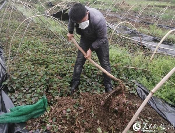 折耳根种植技术及产量_种植折耳根要多少成本_种植折耳根视频