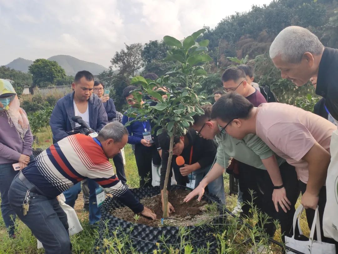 蜜柚种植技术视频_蜜柚怎么种植技术视频_视频种植技术蜜柚图片