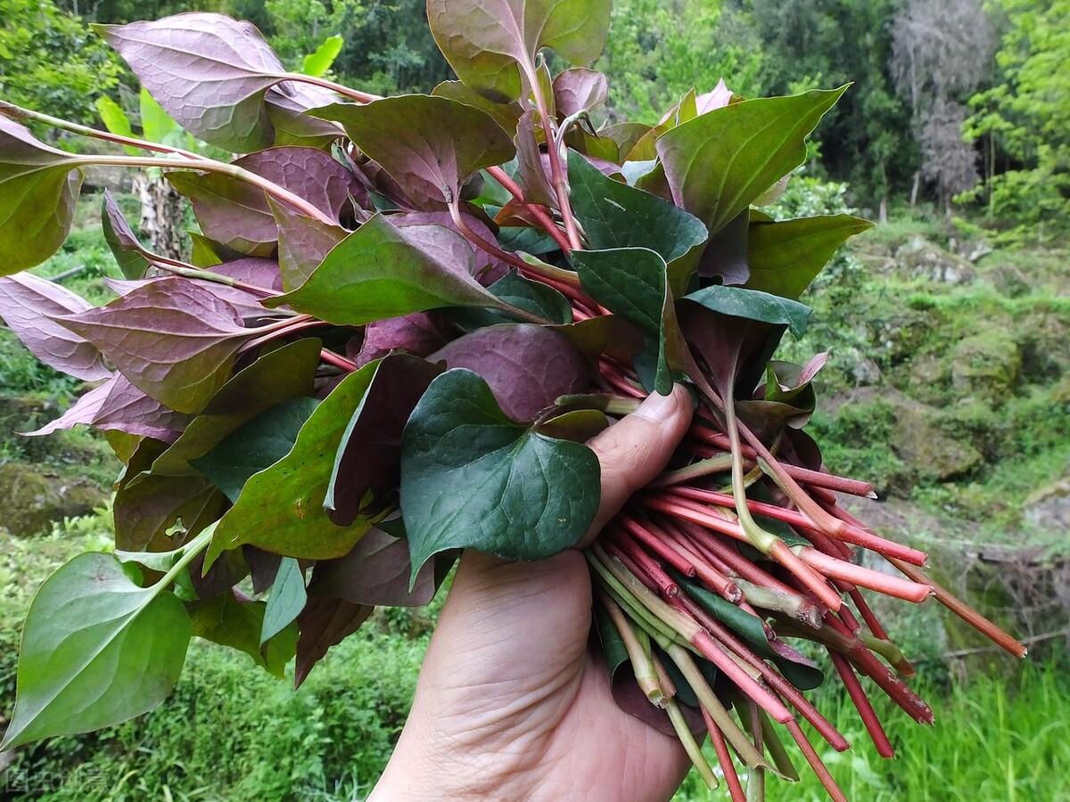 种植折耳根视频_则耳根种植_折耳根种植技术及产量