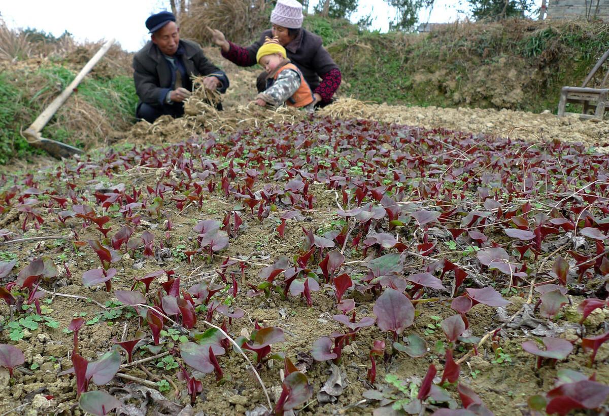 种植折耳根视频_折耳根种植技术及产量_则耳根种植