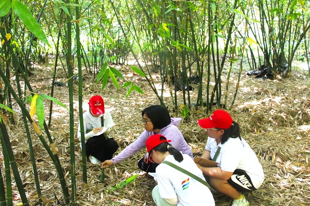 竹笋致富经_笋笋的种植技术视频_致富笋种植视频