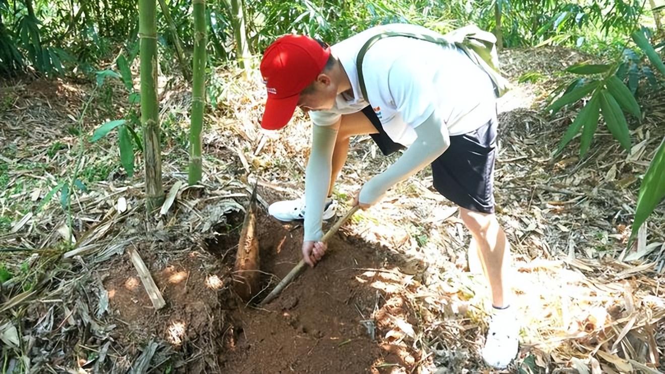 笋笋的种植技术视频_竹笋致富经_致富笋种植视频