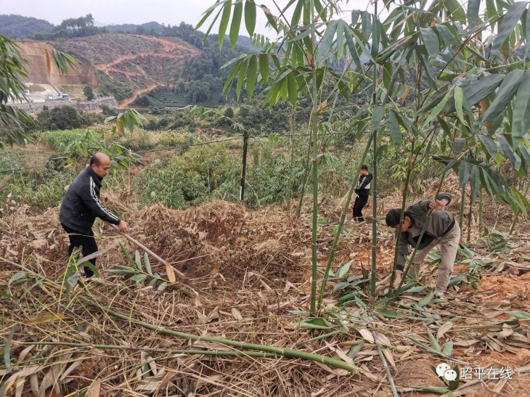 致富笋种植视频_竹笋致富经_种植笋的行情咋样