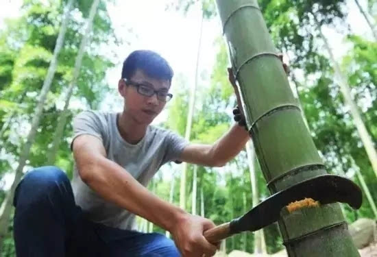 种竹子的视频_竹子种植技术视频_致富竹子种植视频