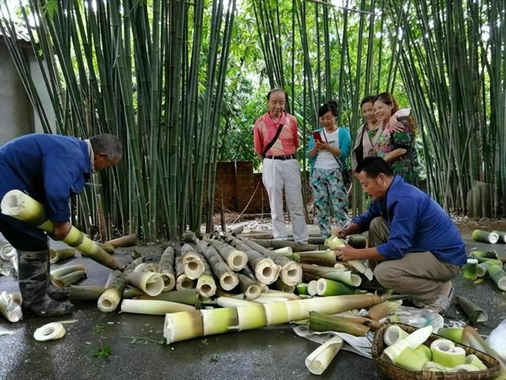致富笋种植视频_竹笋种植视频_笋种植