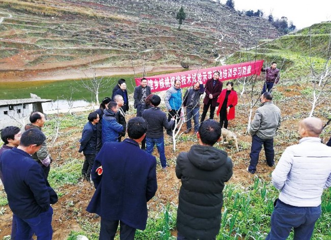 种核桃的视频_核桃种植收益怎么样_种植核桃致富视频