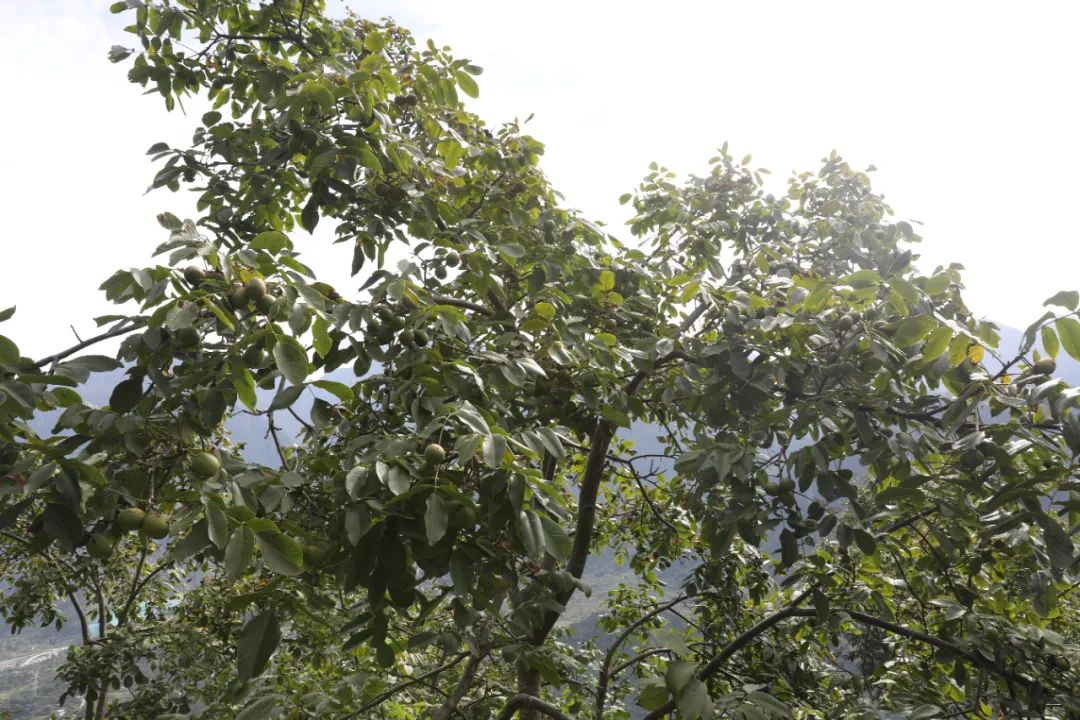 核桃种植收益怎么样_种植核桃致富视频_核桃种植技术视频教程