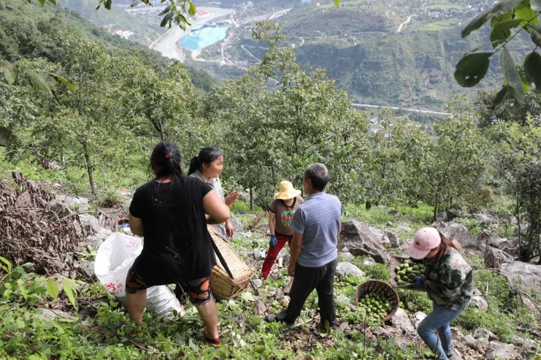 核桃种植收益怎么样_核桃种植技术视频教程_种植核桃致富视频