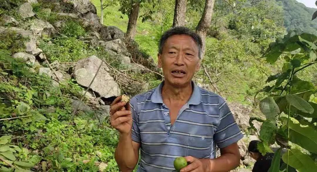 核桃种植收益怎么样_种植核桃致富视频_核桃种植技术视频教程