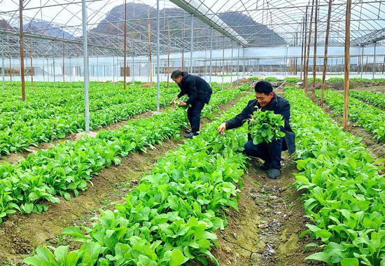 灌阳：鸵鸟“拓”出致富路