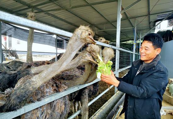 室内种植致富_家庭种植致富项目_家庭内种植致富