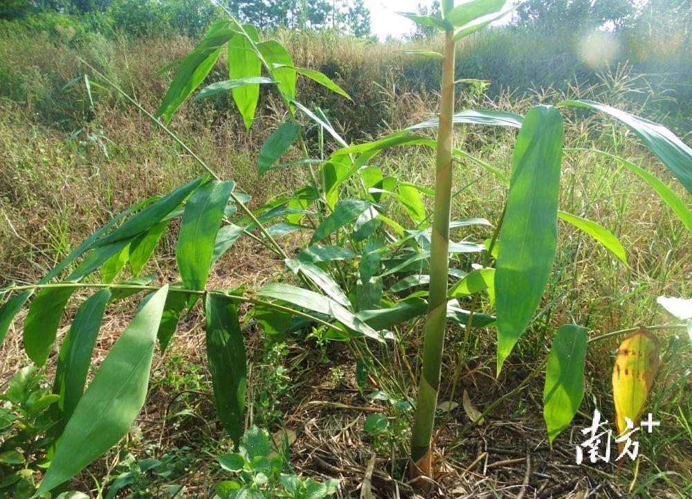 笋笋的种植技术视频_笋种植_致富笋种植视频