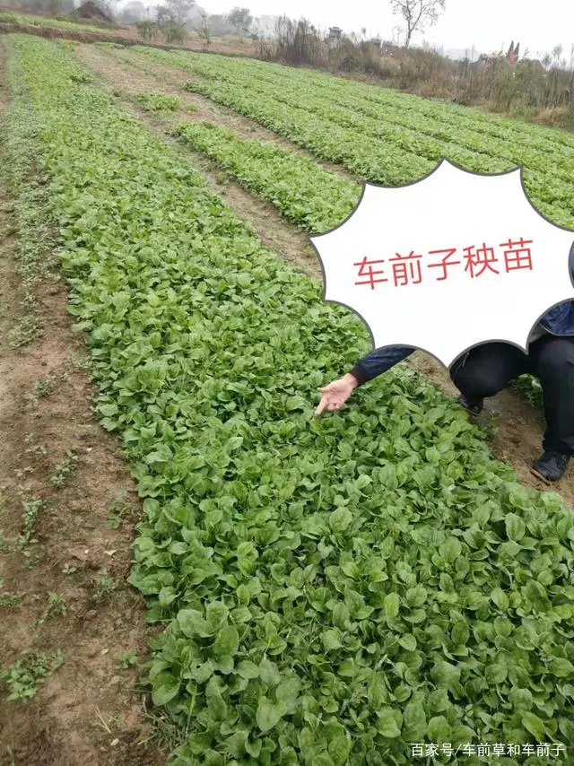 车前子的各生长阶段及管理要点1