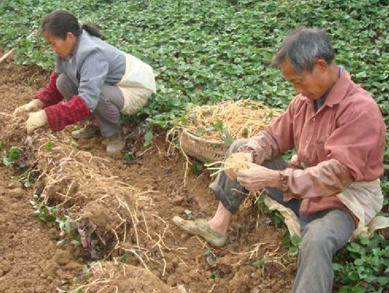 则耳根种植_折耳根种植技术及产量_种植折耳根要多少成本