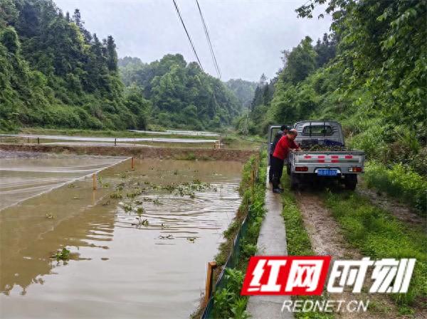 慈利县赵家岗土家族乡银寨村：“一水两用 一亩双收”，稻虾养殖助力农民增收