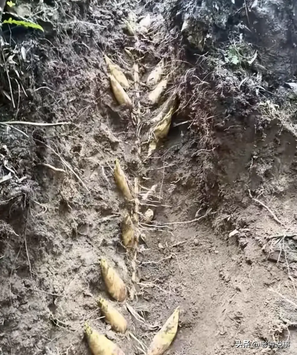 致富笋种植视频_竹笋致富经_种植笋的行情咋样