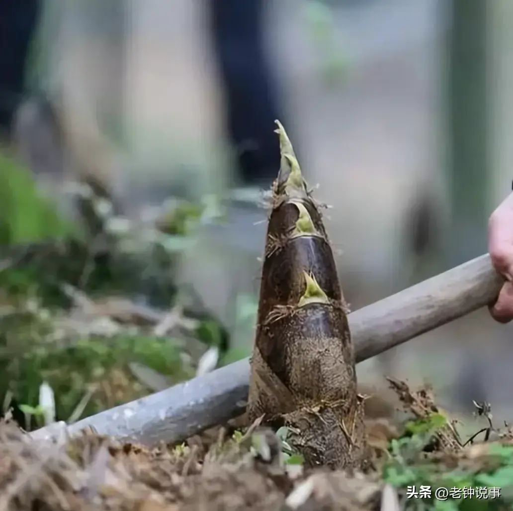 种植笋的行情咋样_致富笋种植视频_竹笋致富经