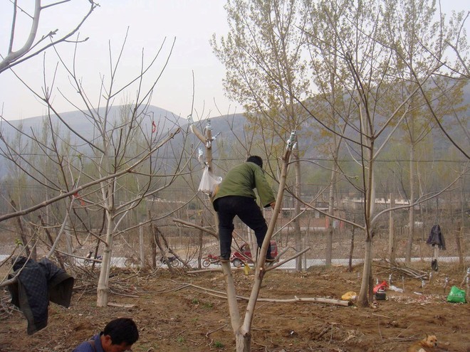 文玩核桃的种植前景-别被文玩核桃给“玩儿”了