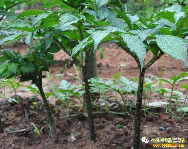 致富种植家庭内容怎么写_室内种植致富_家庭内种植致富