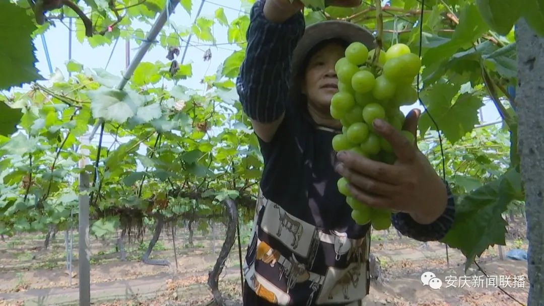 致富种植葡萄农村图片大全_农村种植葡萄致富_致富种植葡萄农村视频