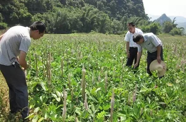 种植致富项目骗局_致富种植视频全集_种植致富经创业项目