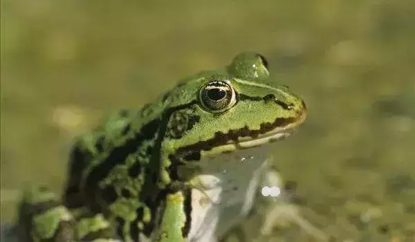 视频致富养殖黑豚是真的吗_视频致富养殖黑豚鱼_致富经黑豚养殖视频